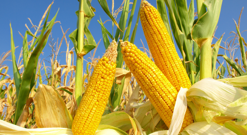 Corn